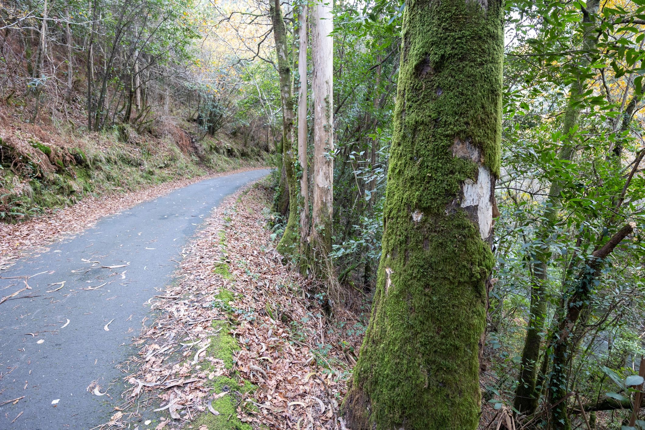 Quiet forest road through mossy trees and autumn leaves